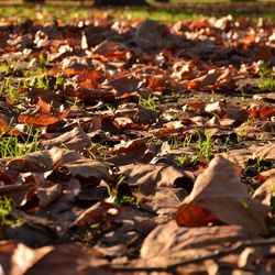 London/Forest Hill/DSC_0174.JPG